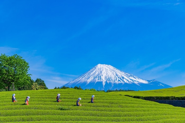 Matcha Kanes _ 2.jpg